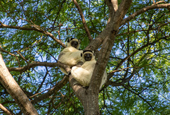 Propithecus verreauxi