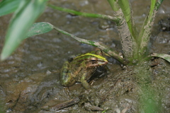 Anura