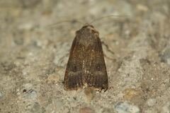 Agrotis trux