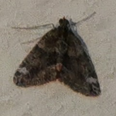 Chloroclysta siterata