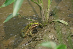 Anura