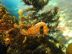 Hippocampus abdominalis