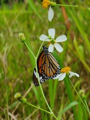 Danaus genutia