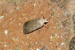 Caradrina flavirena