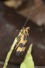 Calopteron