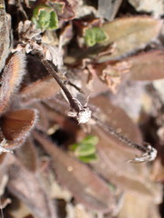 Vittadinia australis