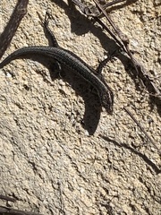 Cryptoblepharus buchananii