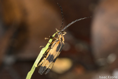 Calopteron