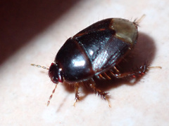 Geotomini