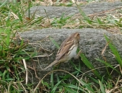 Emberiza pusilla