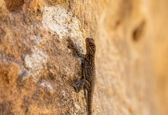 Oplurus quadrimaculatus