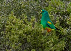 Psephotus varius