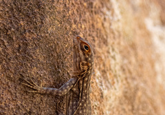 Oplurus quadrimaculatus