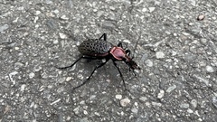 Carabus nankotaizanus