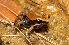 Mantella betsileo