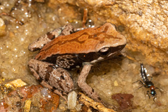 Mantella betsileo