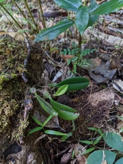 Bulbophyllum baileyi