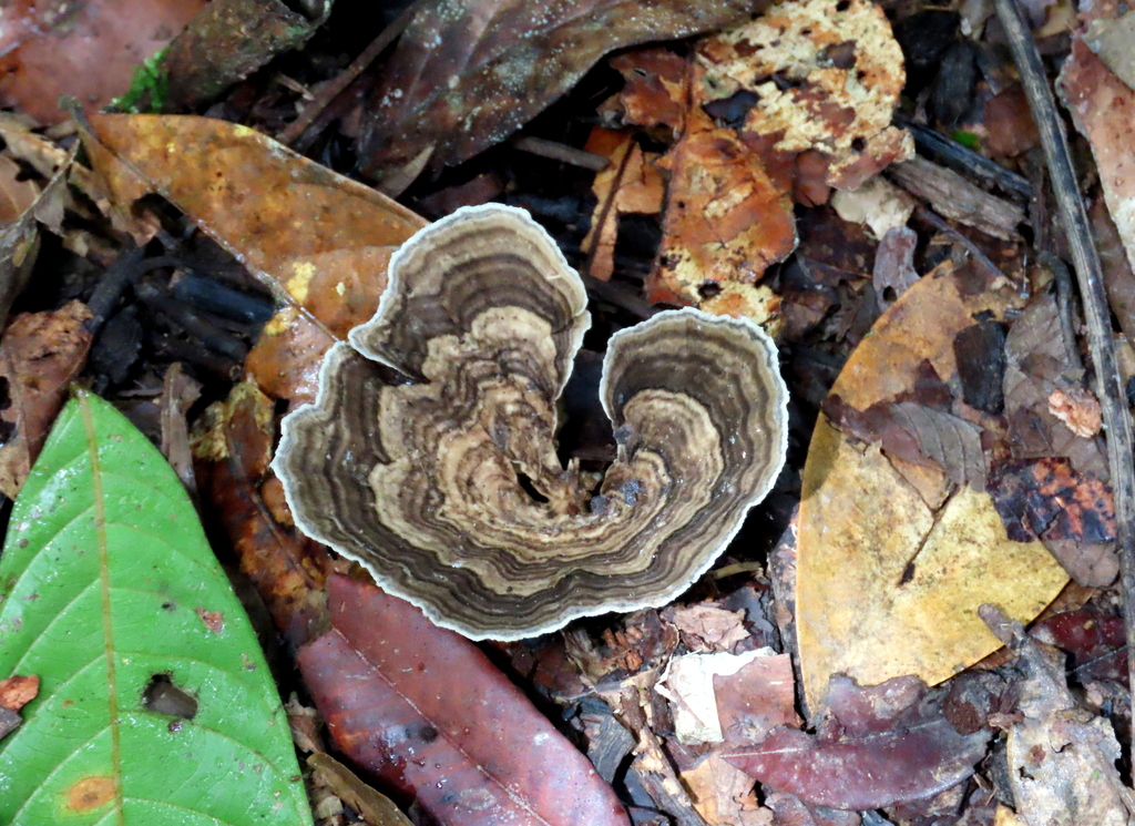 Trametes from Lembah Danum, Jalan Sandakan-Lahad Datu, Kota ...