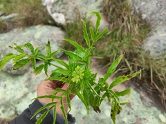 Sambucus gaudichaudiana