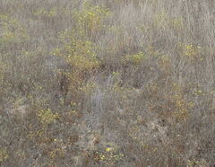 Deinandra paniculata