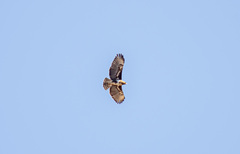 Buteo brachypterus