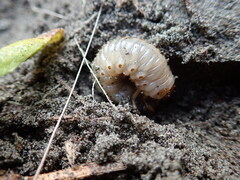 Pericoptus truncatus