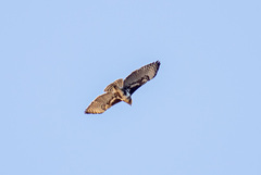 Buteo brachypterus