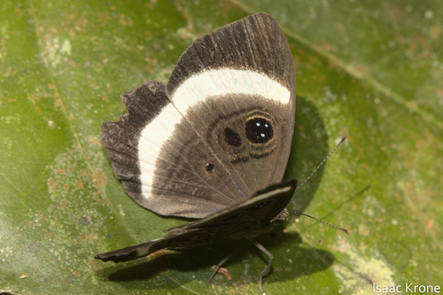 Mesosemia messeis