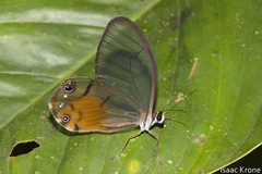 Haetera piera