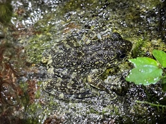 Amolops hongkongensis