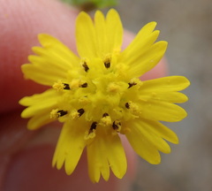 Deinandra paniculata
