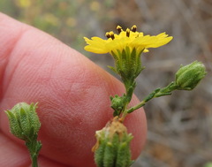 Deinandra paniculata
