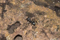 Cephalotes