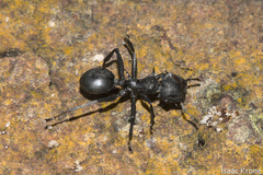 Cephalotes