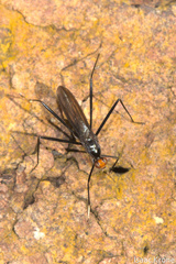 Taeniapterinae