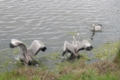 Cereopsis novaehollandiae