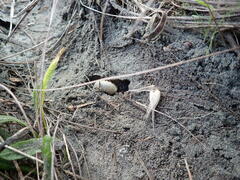 Pericoptus truncatus