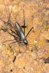 Taeniapterinae
