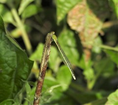 Pseudagrion decorum