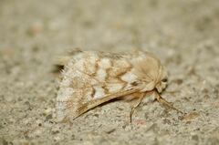 Thaumetopoea herculeana