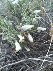 Prostanthera serpyllifolia microphylla