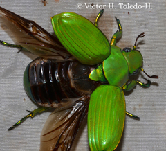 Chrysina psittacina
