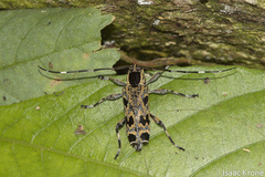 Colobothea macularis