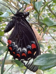 Papilio aegeus