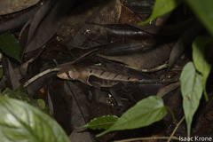 Stenocercus fimbriatus