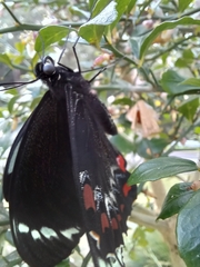 Papilio aegeus