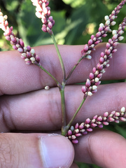Persicaria maculosa
