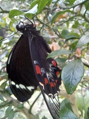 Papilio aegeus