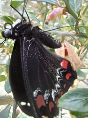 Papilio aegeus
