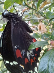 Papilio aegeus
